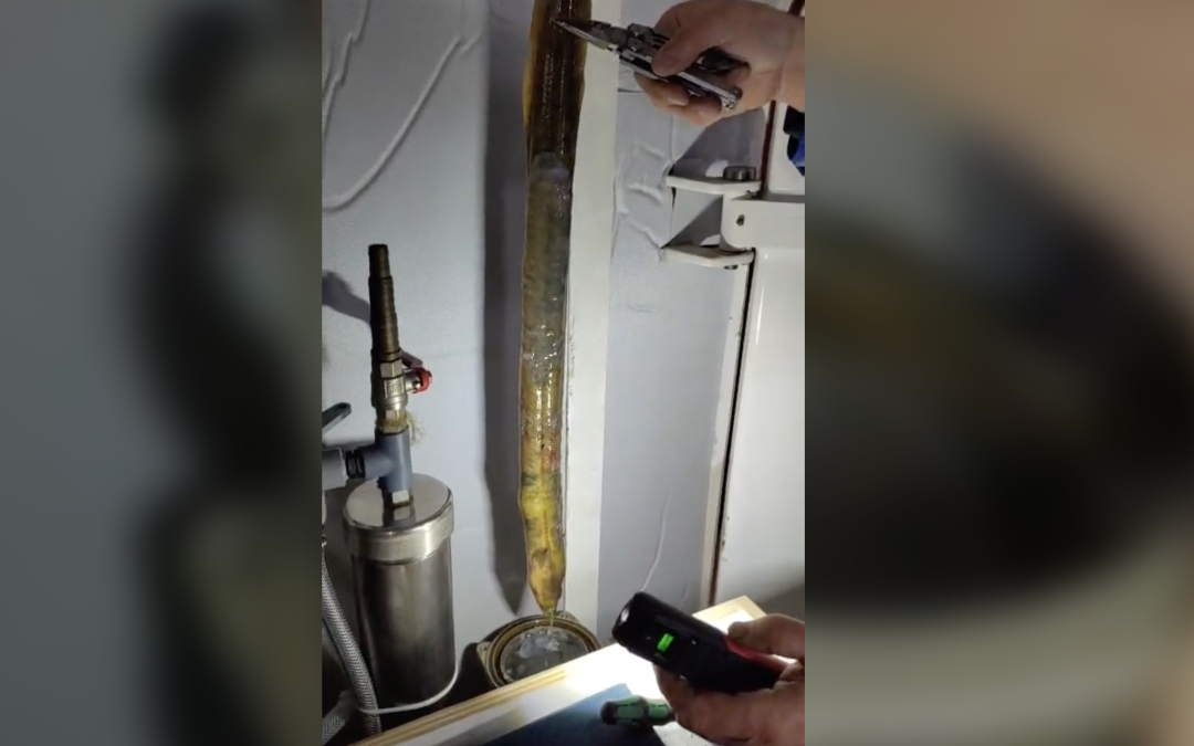 Bijzondere vangst bij scheepskeuring