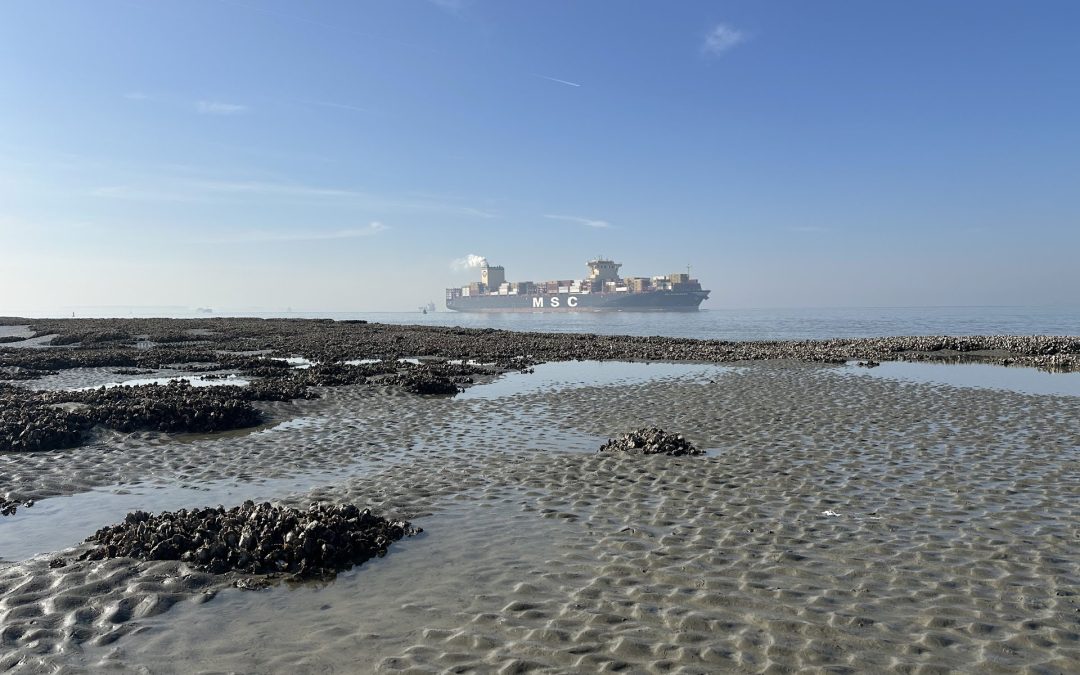 Westerscheldenatuur loopt vast door decennia baggeren