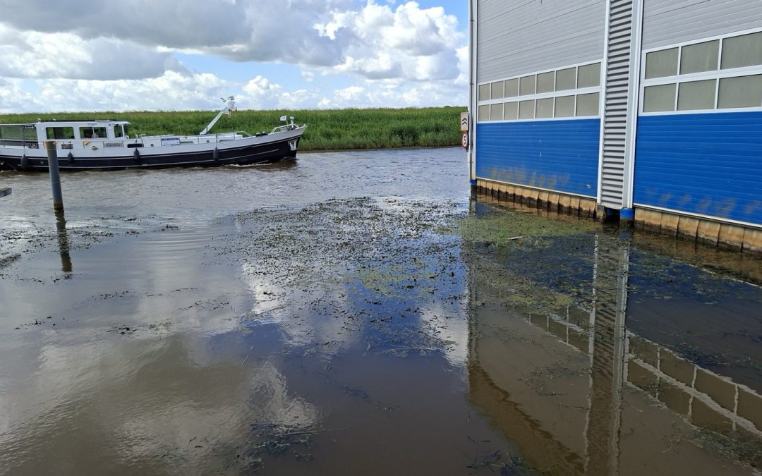 Boothuis en waterplanten