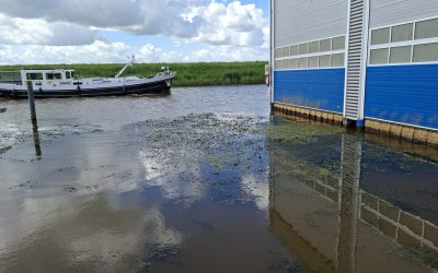 Boothuis en waterplanten