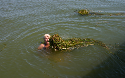 Waterplantjes…een onbeheersbare plaag